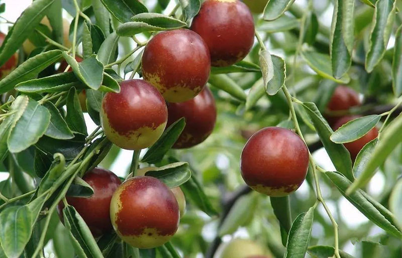 大枣红的季节,青枣变红是什么季节