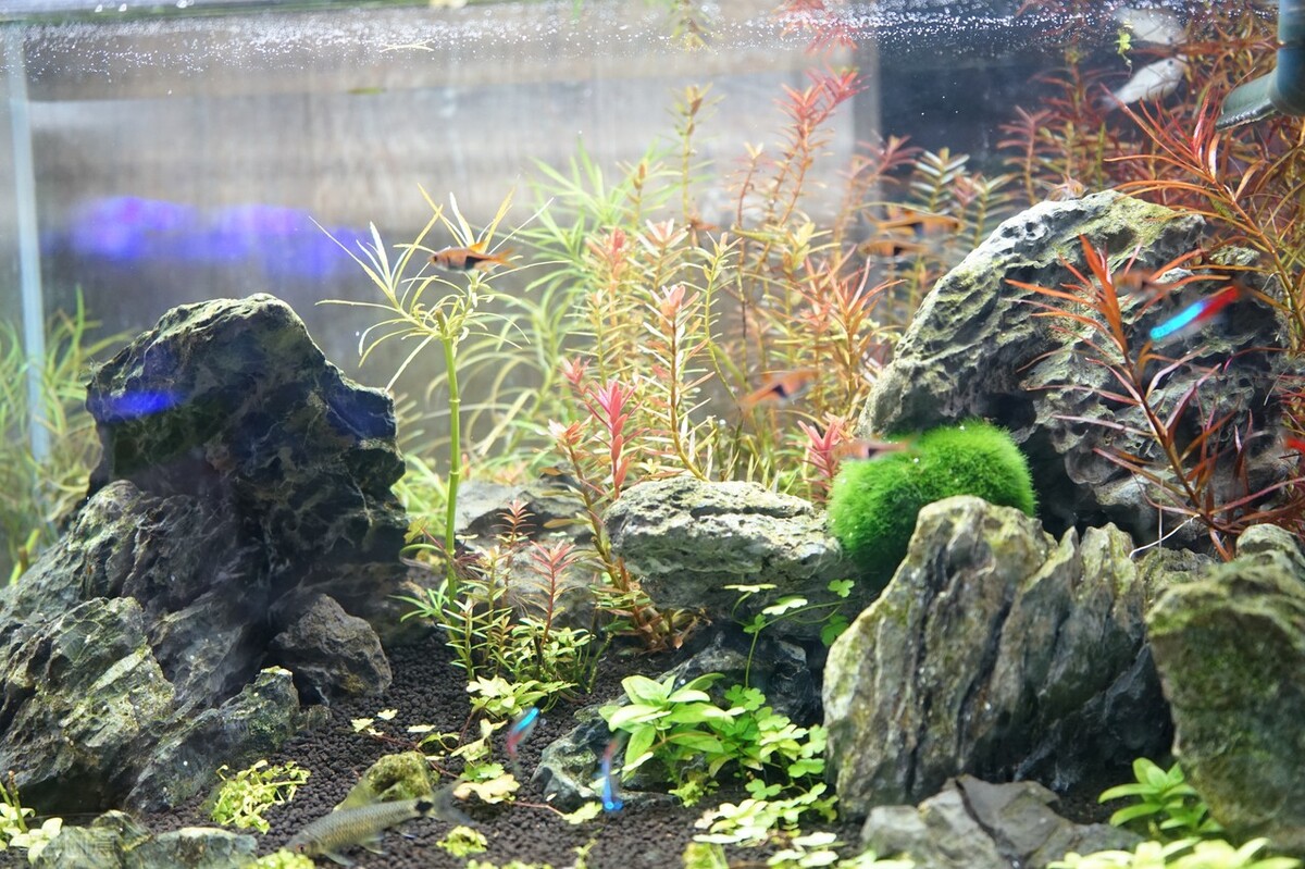 快速培养建立硝化细菌系统，什么是氮循环？如何启动鱼缸氮循环？