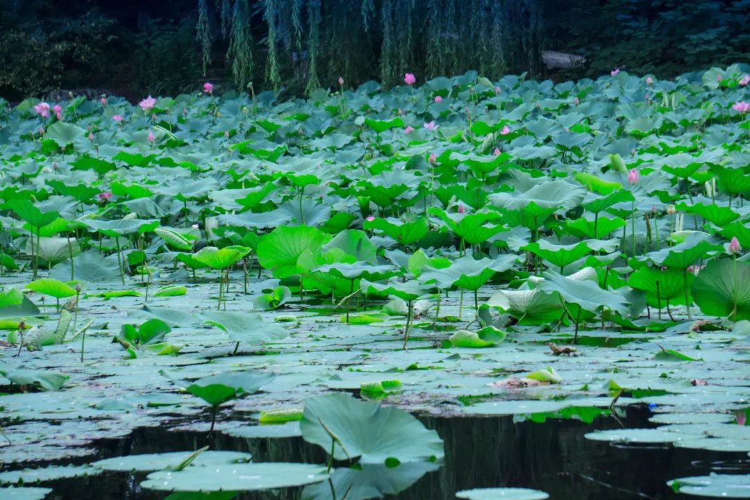 最美的莲花诗句,意境优美的莲花诗词