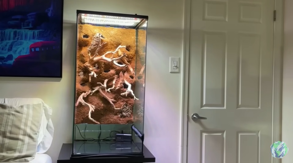 美国小哥在卧室建出一缸热带雨林，食物链环环相扣，太强了