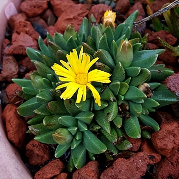 102个大类近500个多肉植物图片，都极其美丽，建议在家中也养一盆