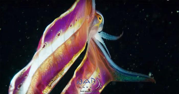 王者里面貂蝉和哪个英雄差不多,这才是真正的王者荣耀貂蝉