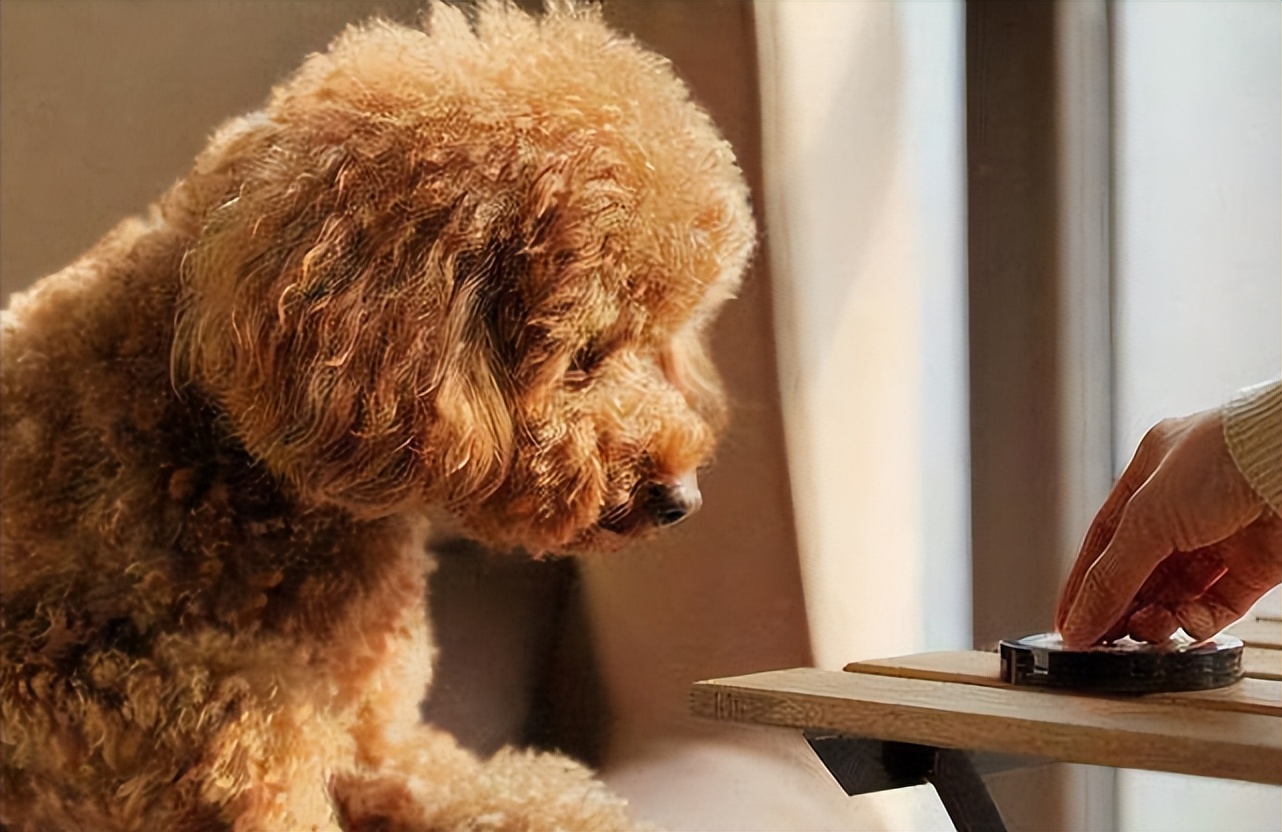 泰迪褪色吃什么恢复快,泰迪褪色治理过程