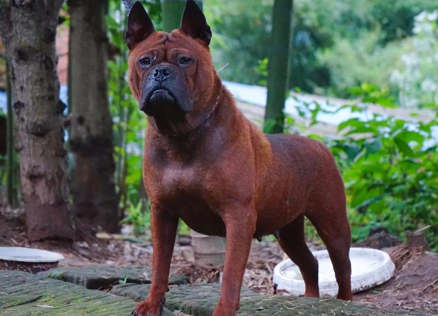 为什么好多人养了狗又不养了,为什么越来越多的人养橘猫