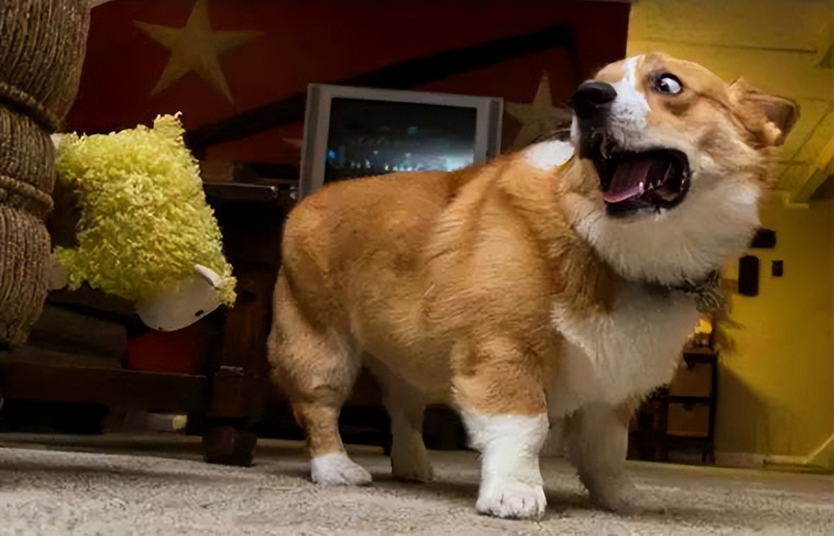 打骂狗狗,打骂狗狗有什么影响