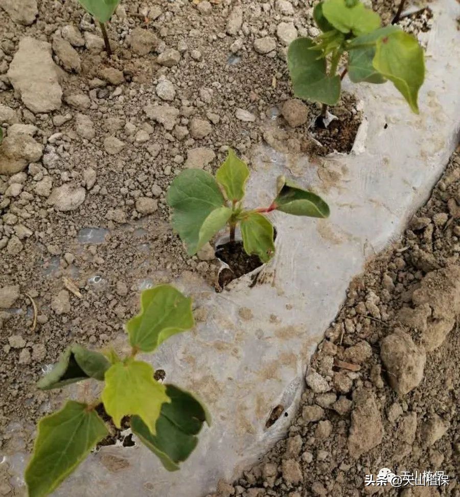 陈忠：棉花田常用几种除草剂的问题