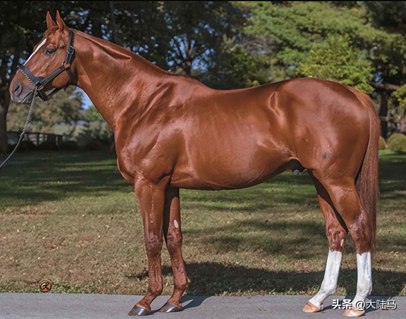 21世纪最伟大比赛,20世纪美国100匹顶级赛马排名