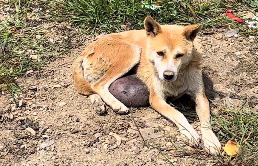 有人说这狗长了价值连城的狗宝，可网友看到，却直呼这只狗狗可怜