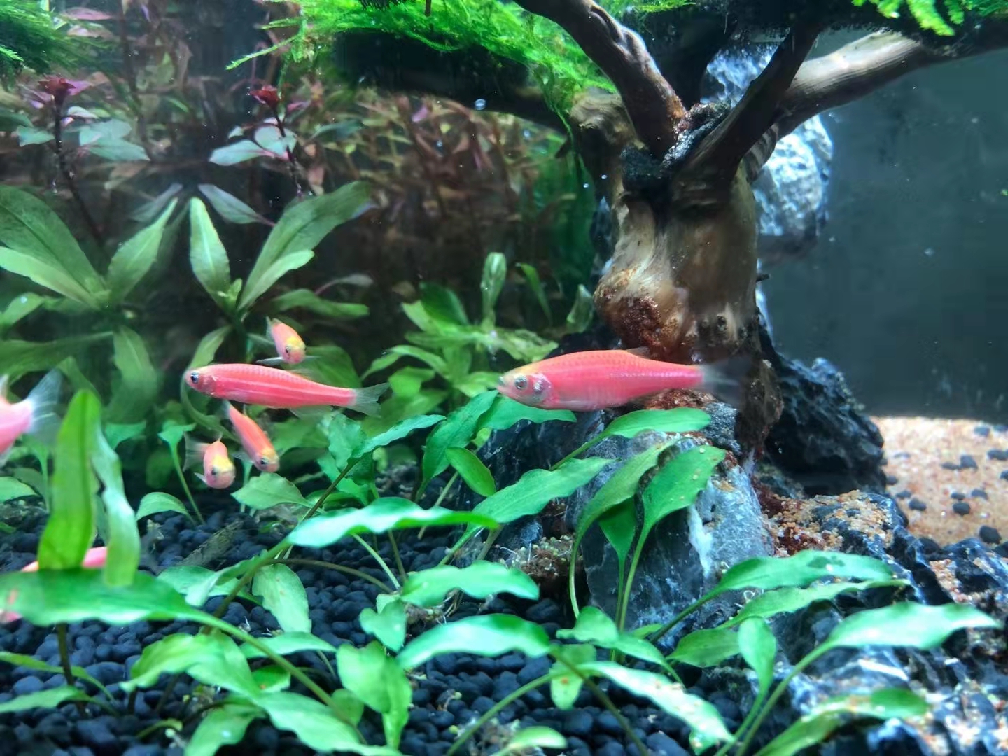 新手养观赏鱼全过程,新手养鱼入门基础教程小观赏鱼