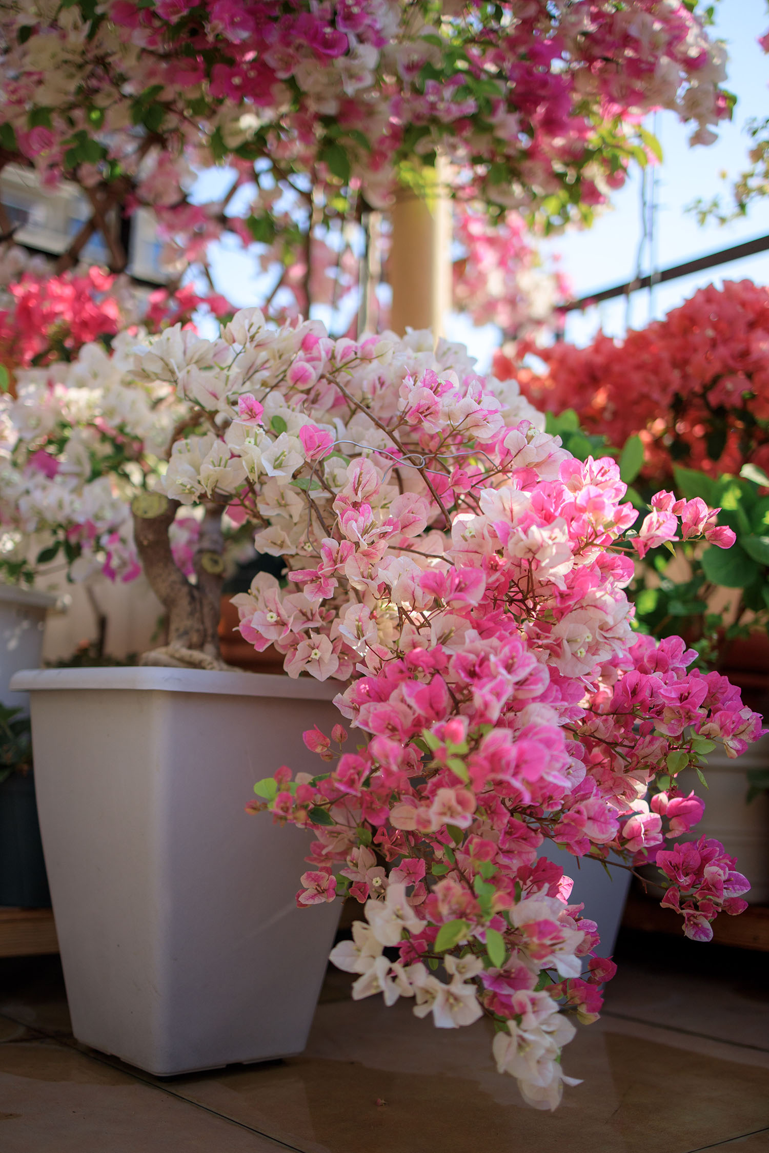 红心樱花三角梅特点,三角梅银边浅紫四季开花好养易活