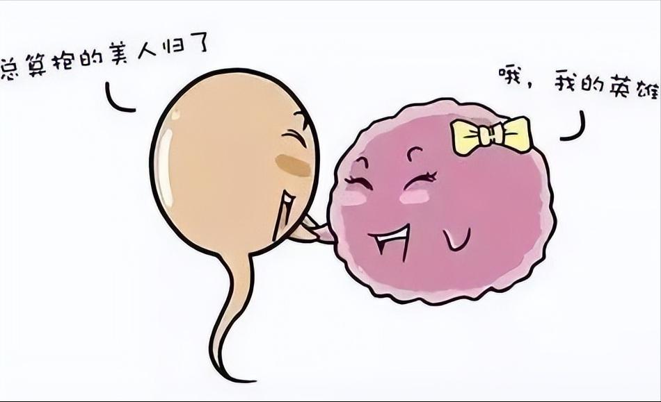 输卵管造影术后多久可以恢复？多久可以怀孕？