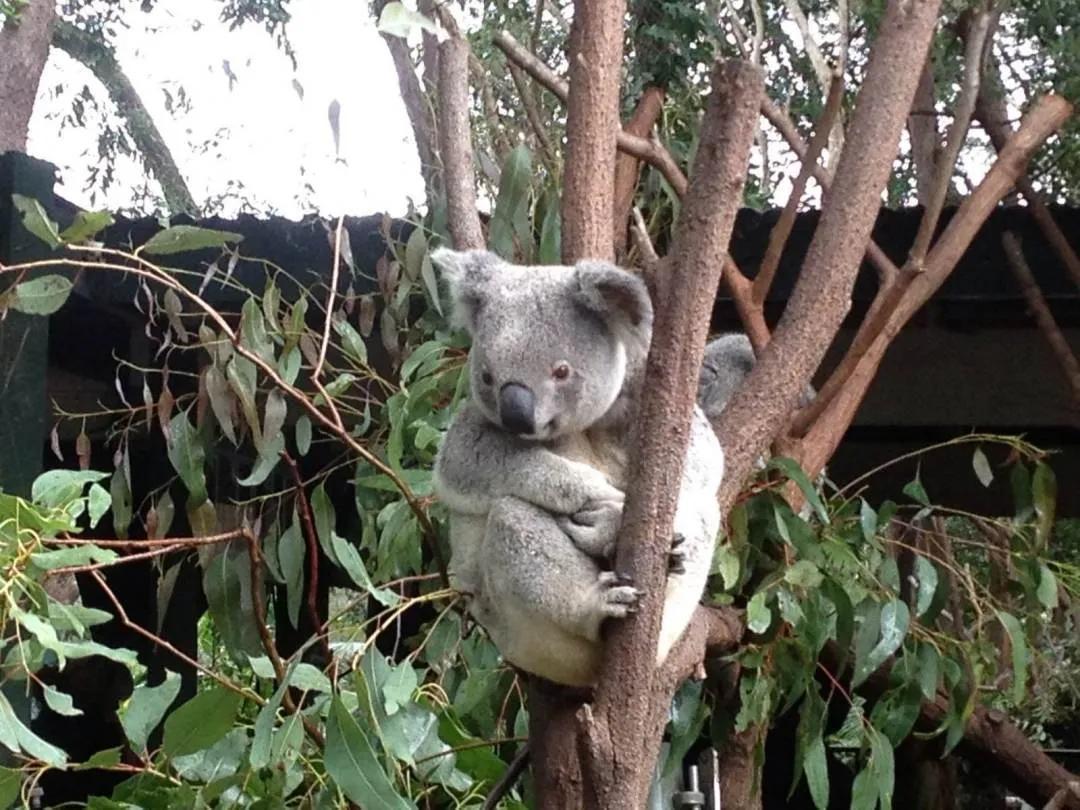 澳洲昆士兰旅游景点大全图,澳大利亚黄金海岸旅游详解