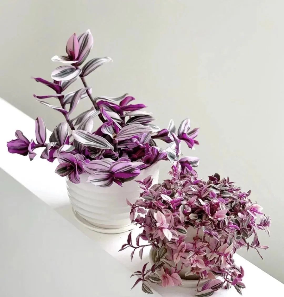 3种花是懒人养花首选,人养花花养人的含义