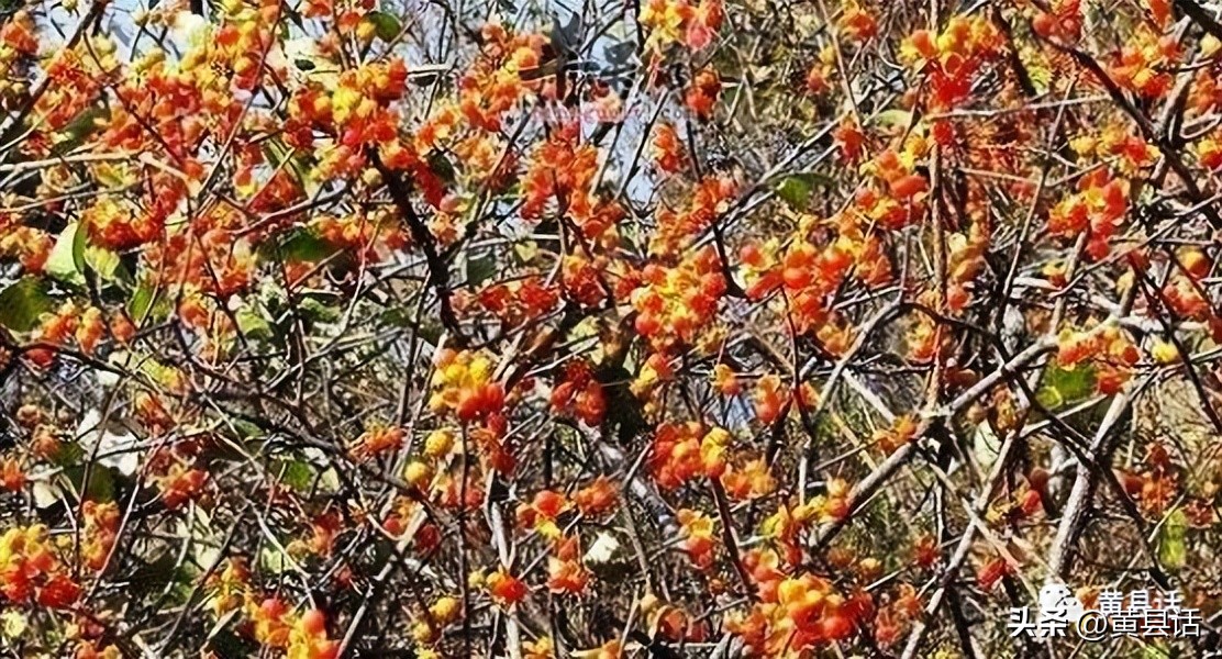 南蛇藤是山里最美的藤本植物