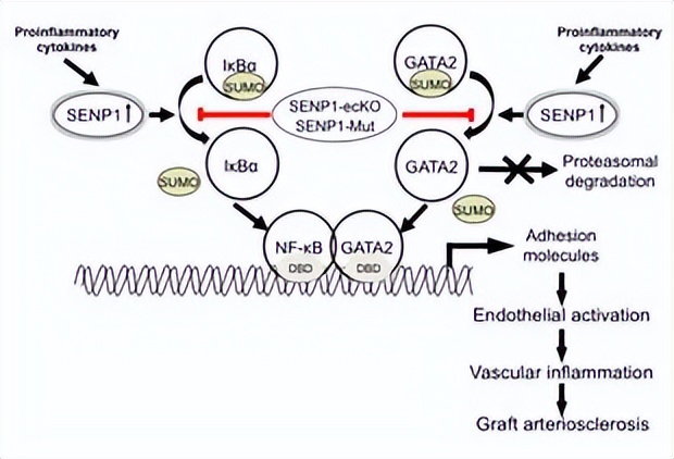 ZIP转运蛋白内部锌摄取的组氨酸突变体细胞活性自我调控机制