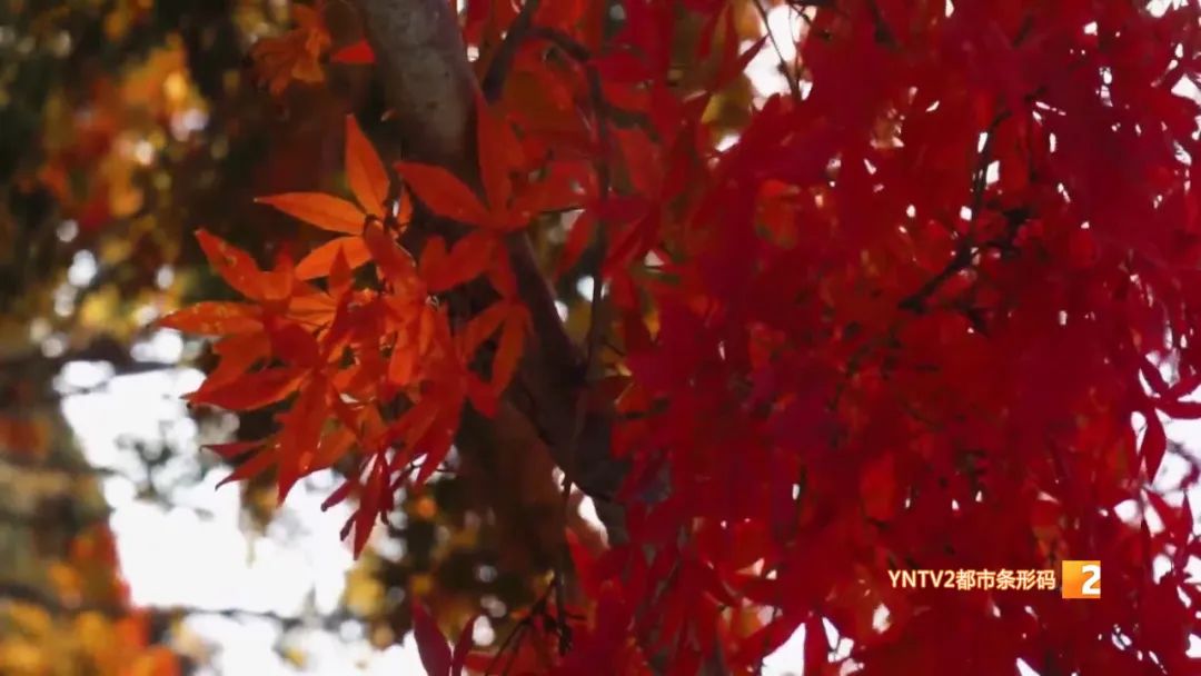 秋天的云南哪里漂亮又美丽,有一种美叫云南的秋天美景