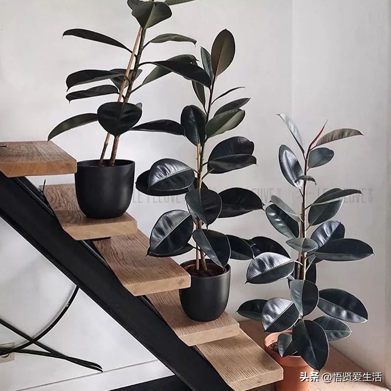 养什么花可以预防甲醛,什么花除甲醛且无毒