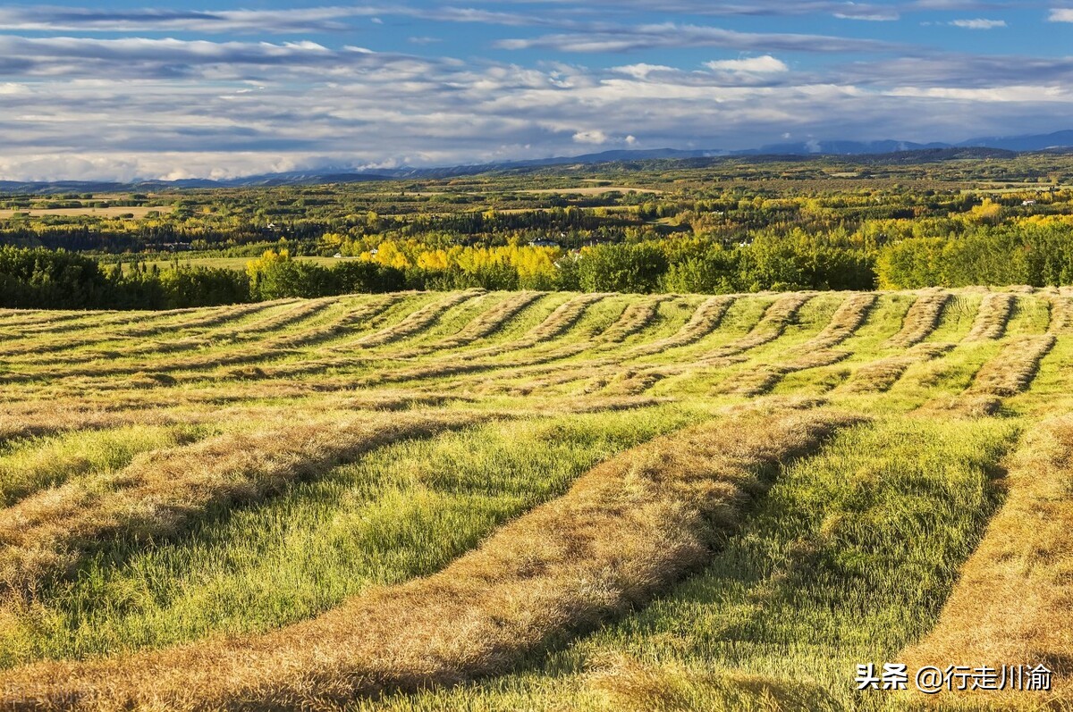 田里跑得很快的鸟叫什么,田间地头的鸟叫声音