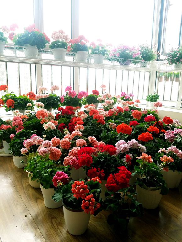 富贵花开什么花最好,花开富贵的花有几种