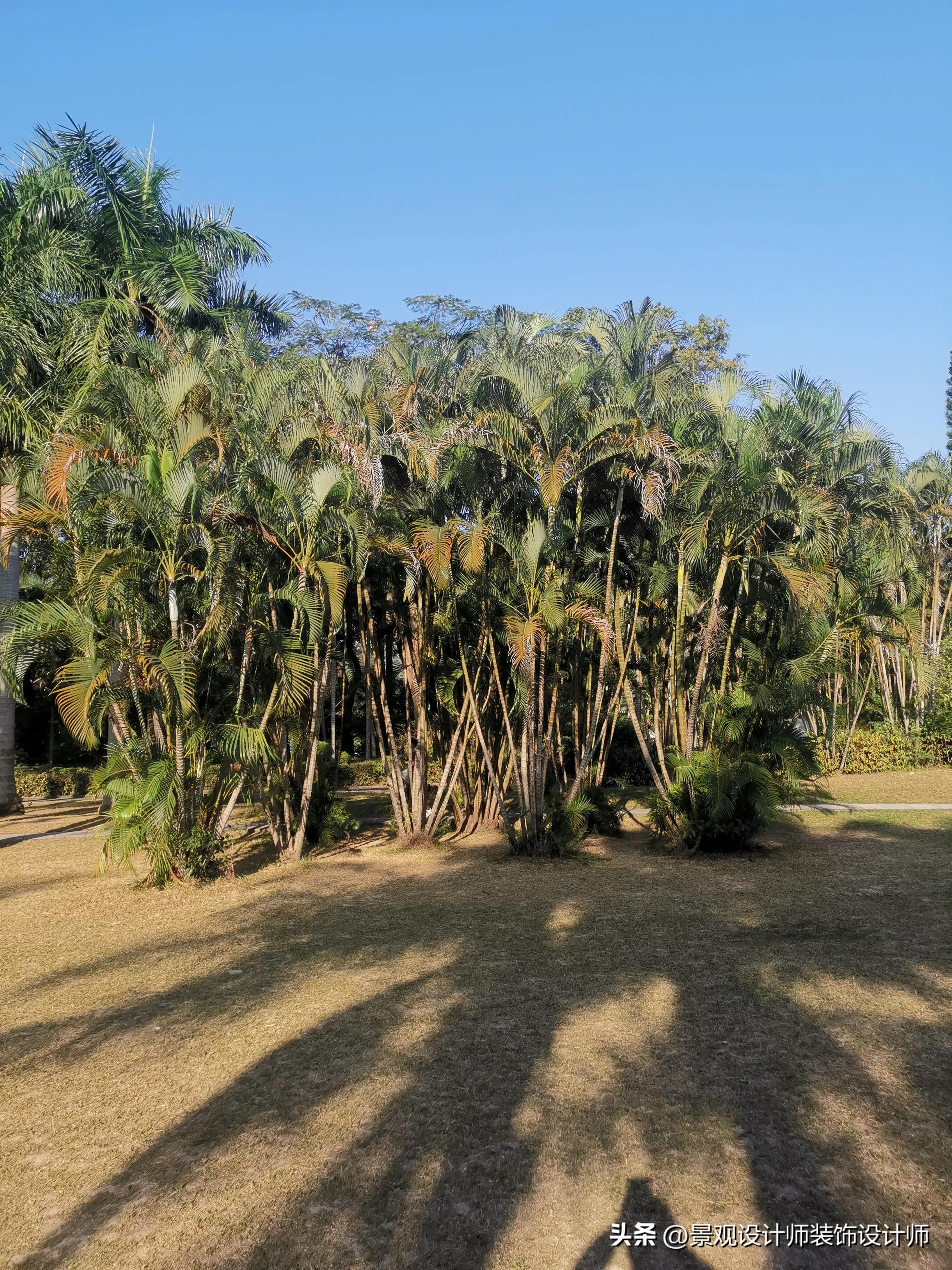 深圳市东湖公园广场舞,深圳市东湖公园收费标准