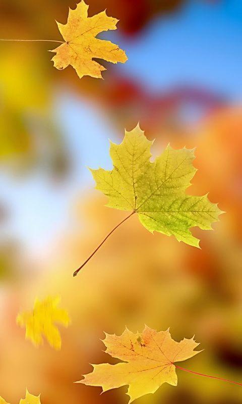 季节渐深,感悟秋叶之静美