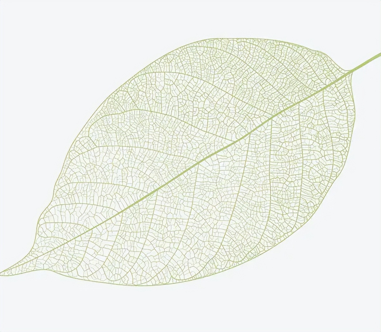 2013年贵州女子1片树叶卖到7000元,36岁贵州女子利用树叶年赚百万