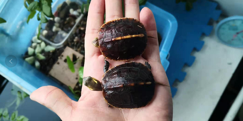 黄缘龟三年90克能分辨出公母吗,三年左右黄缘龟公母怎么区分