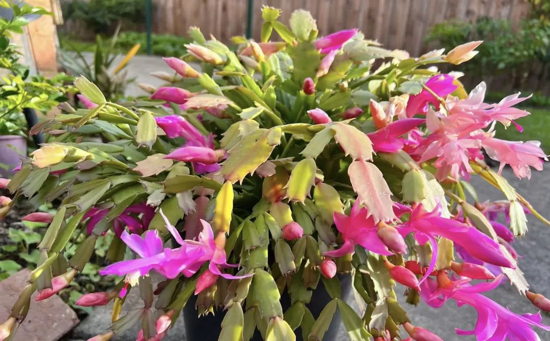 安神助眠好打理的花,能促进睡眠的花有几种