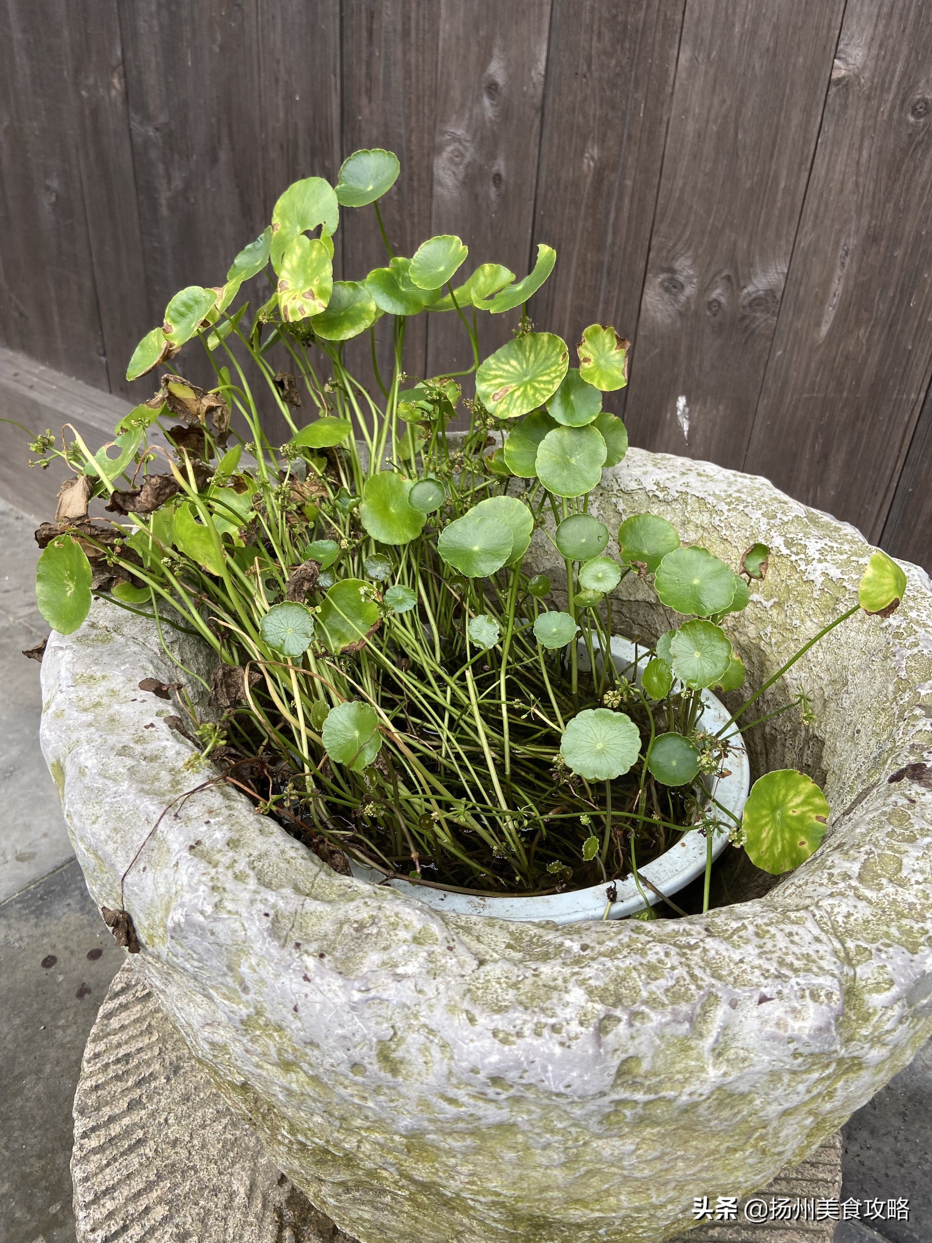 天目湖南山竹海附近游玩,常州天目湖南山竹海免费