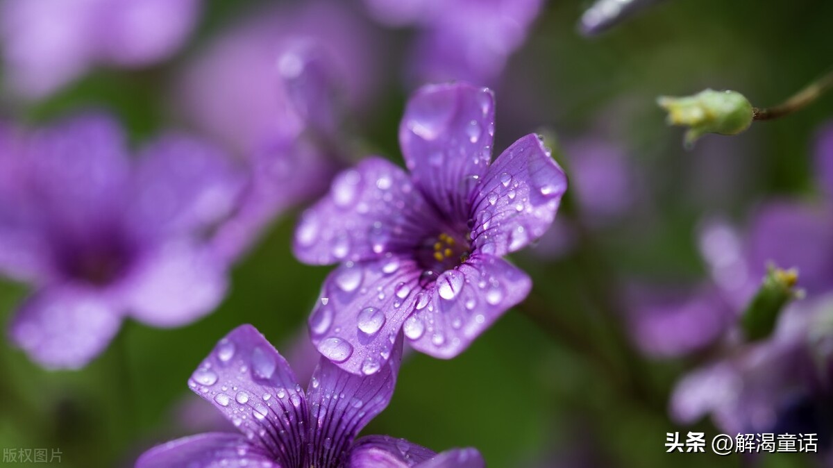 鍎跨鎶曟鎶ユ潕,鎶曟鎶ユ潕鍙よ瘲鍏ㄦ枃