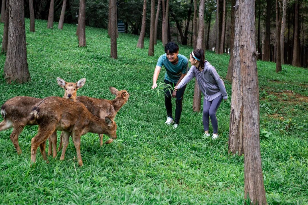 清远佛冈熹乐谷温泉度假酒店,清远佛冈森波拉度假酒店团购
