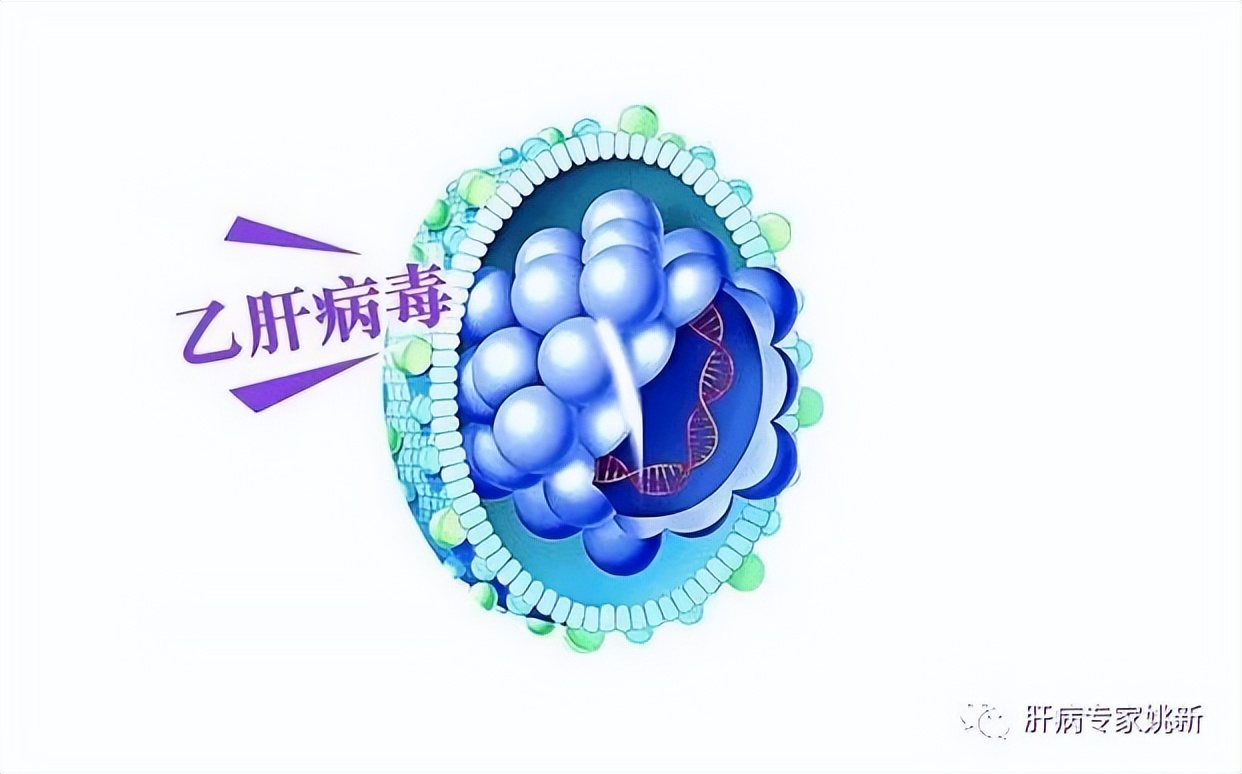 中医乙肝小三阳转阴,中药调理肝病小三阳真的能转阴吗