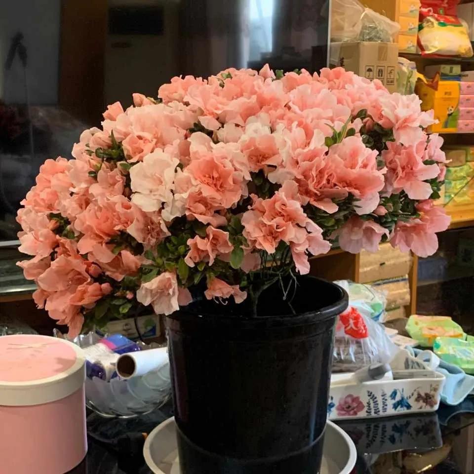 淘米水发酵有臭味还能浇花吗,发酵淘米水浇花特别臭