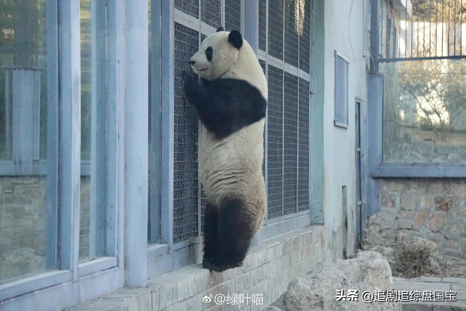 盘点2023年回归的大熊猫,国宝大熊猫资料整理全部
