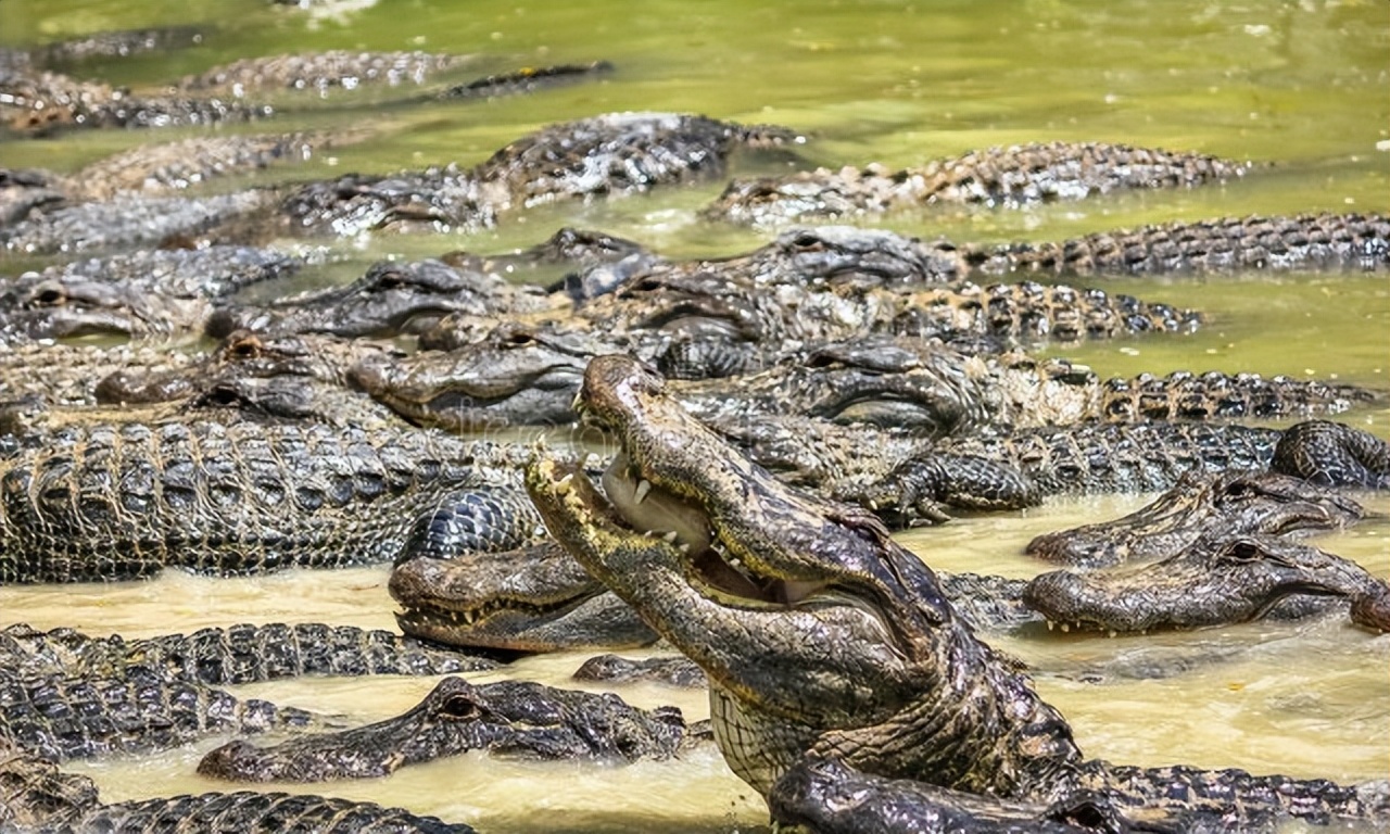鳄鱼养殖需要办证吗,人工养殖的鳄鱼视频