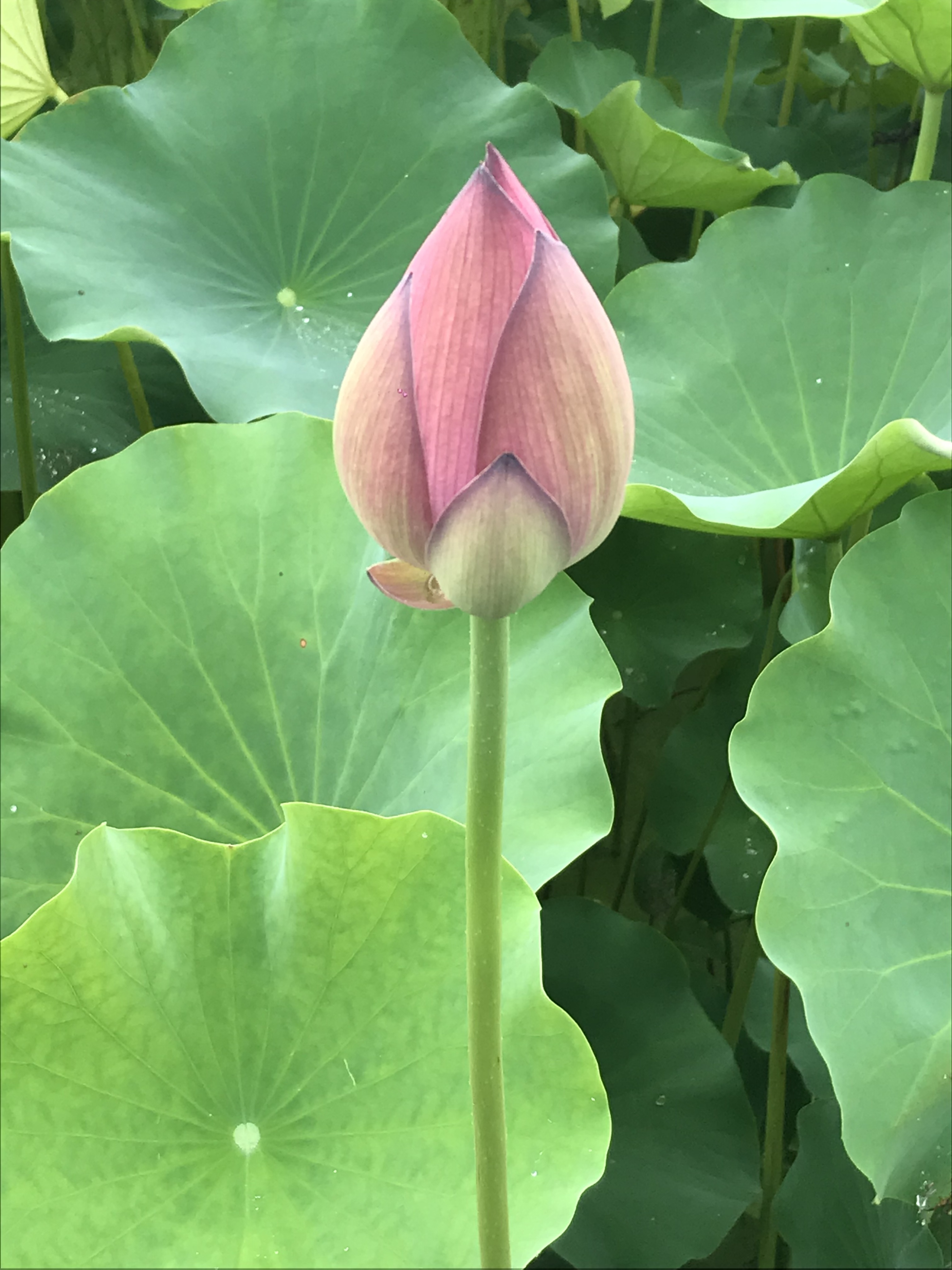 烈日炎炎赏荷花清凉一夏,京郊赏荷领略夏日之美