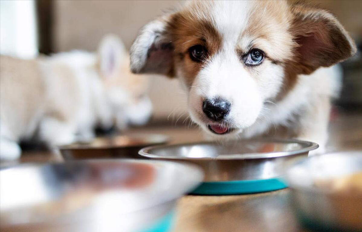 狗狗多大吃硬的狗粮干狗粮,狗狗吃什么牌子狗粮长胖