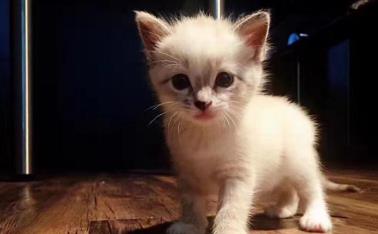 幼崽猫咪零食大礼包,猫咪礼包9.9