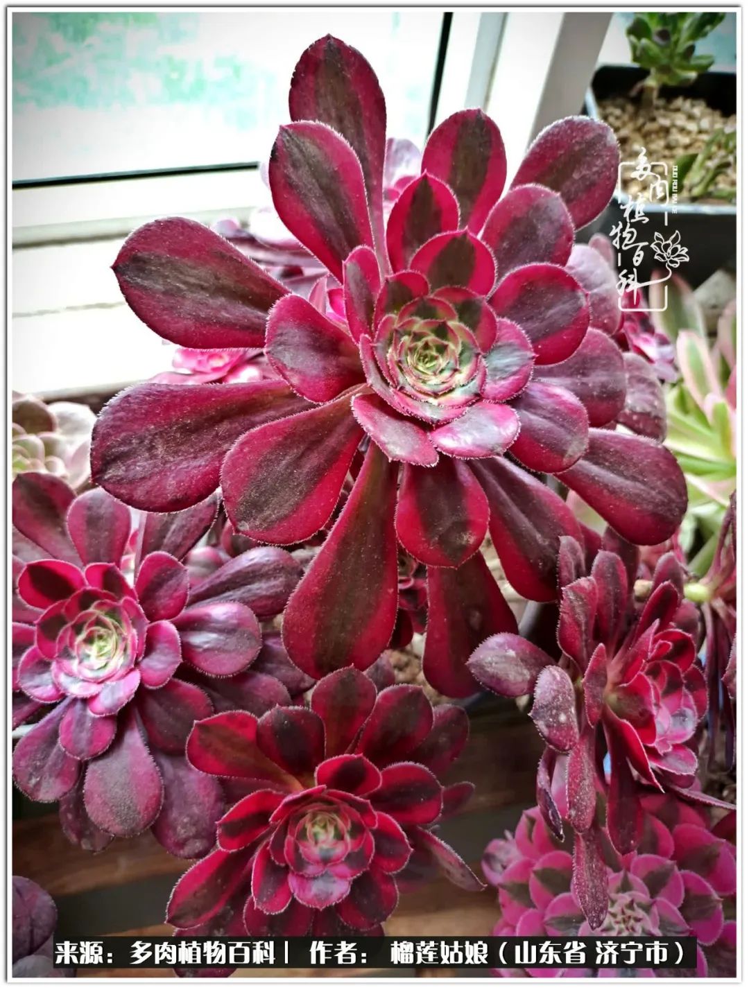 繁花似锦觅安宁淡如流水度一生,繁花似锦觅安宁淡云流水度人生