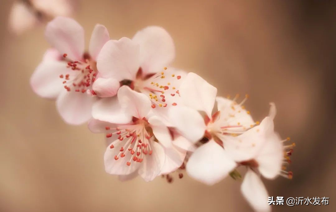 中国传统十二个月的别称,十二个月份的古代雅称