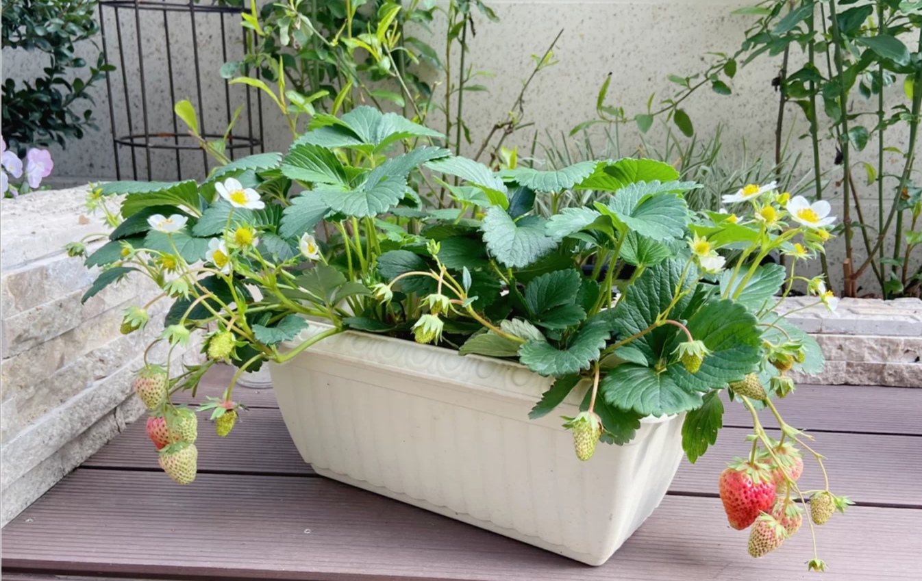 怎样让一颗草莓变成多颗草莓,想让草莓多结果施什么肥