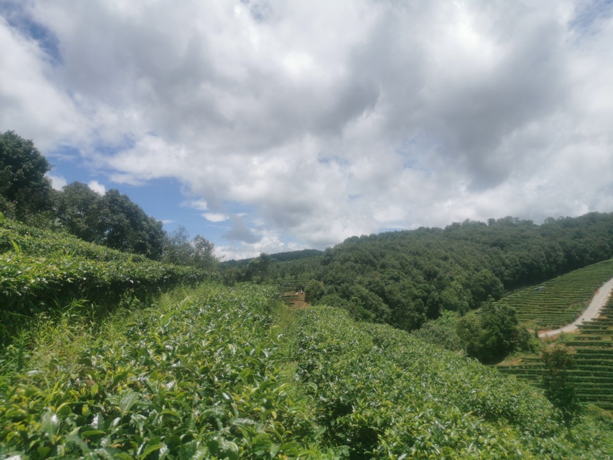 西双版纳翡翠比大理便宜吗,西双版纳被称为绿宝石