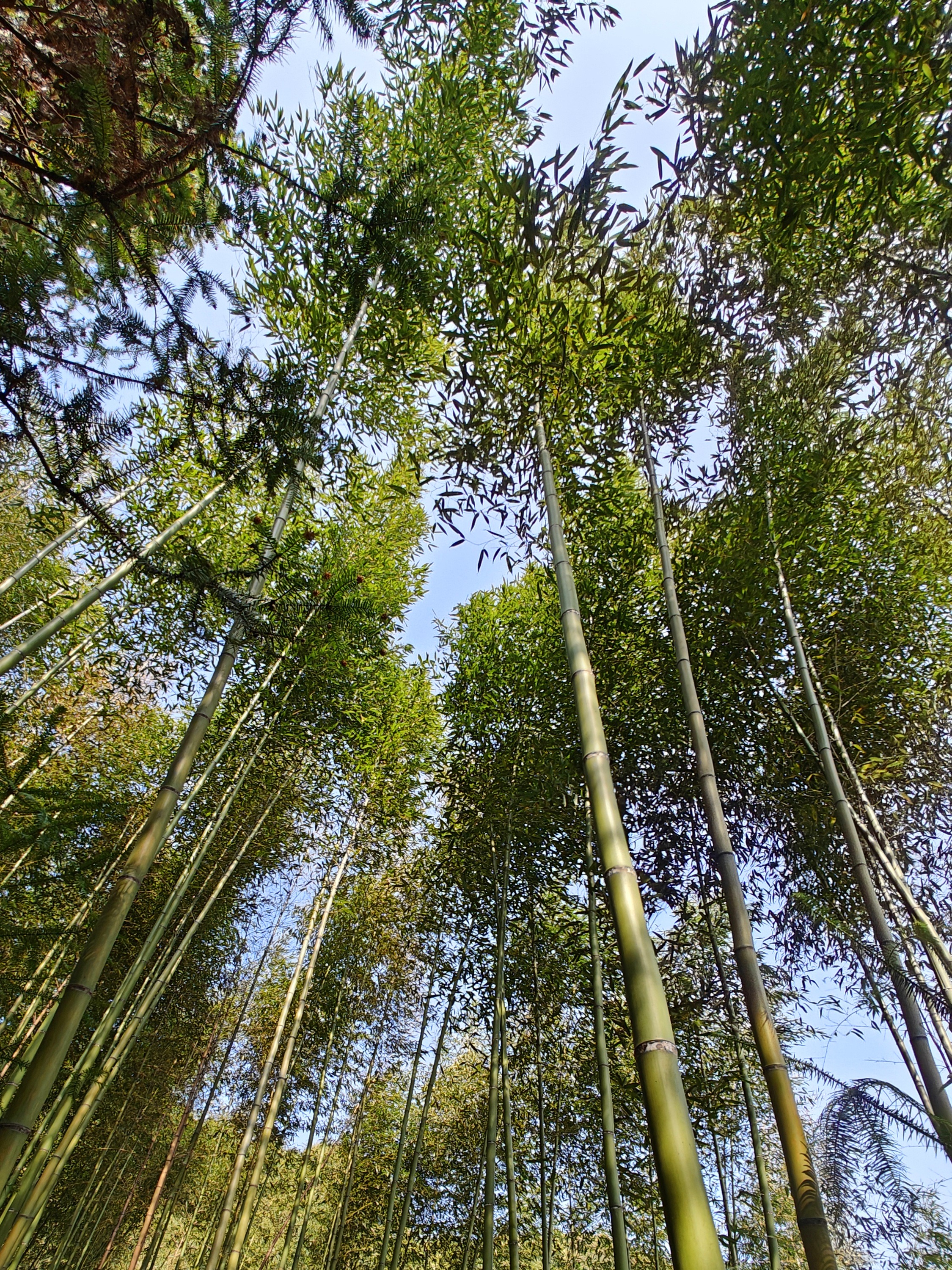 徒步三叠井森林公园，拥抱采兰溪，走进大自然