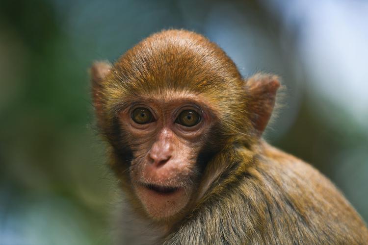 野猪被打过还敢来吗,真正野猪可以围猎吗是否犯法