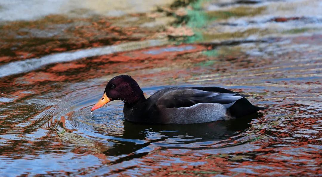 佳能eosr跟rp哪个好,佳能eosr3发布视频