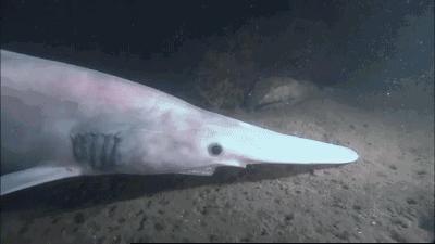 世界上最可怕的动物鲨鱼,奇怪的鲨鱼和各种动物