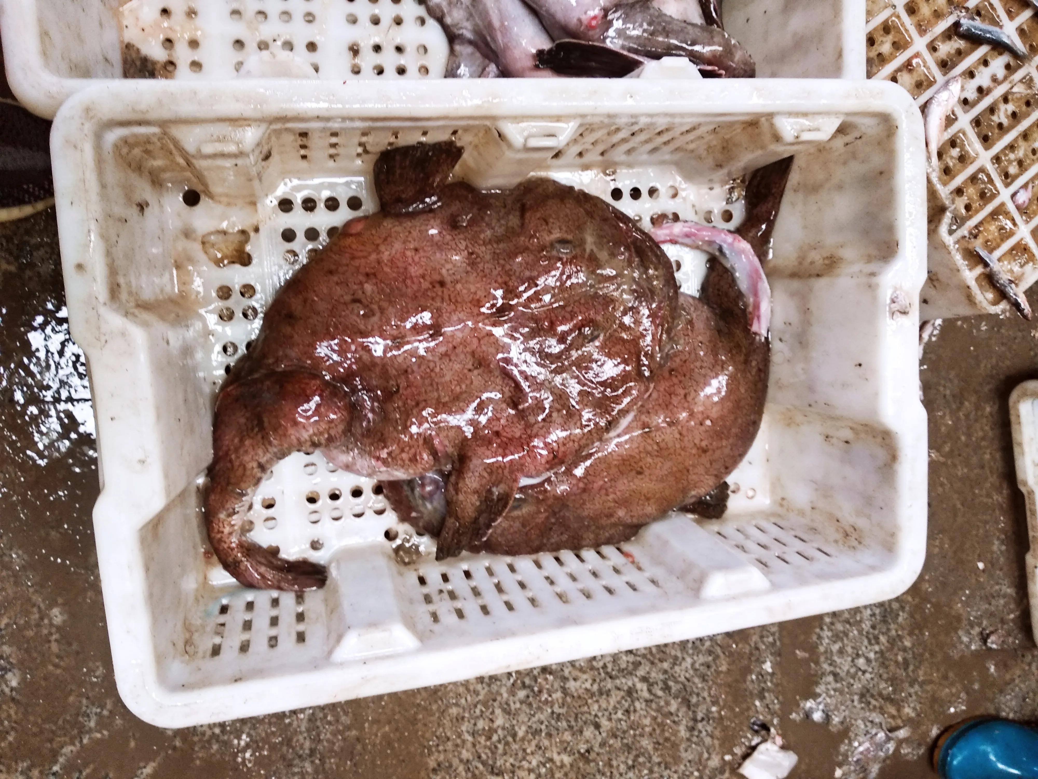 休渔期倒计时10天,休渔期黄花鱼带鱼