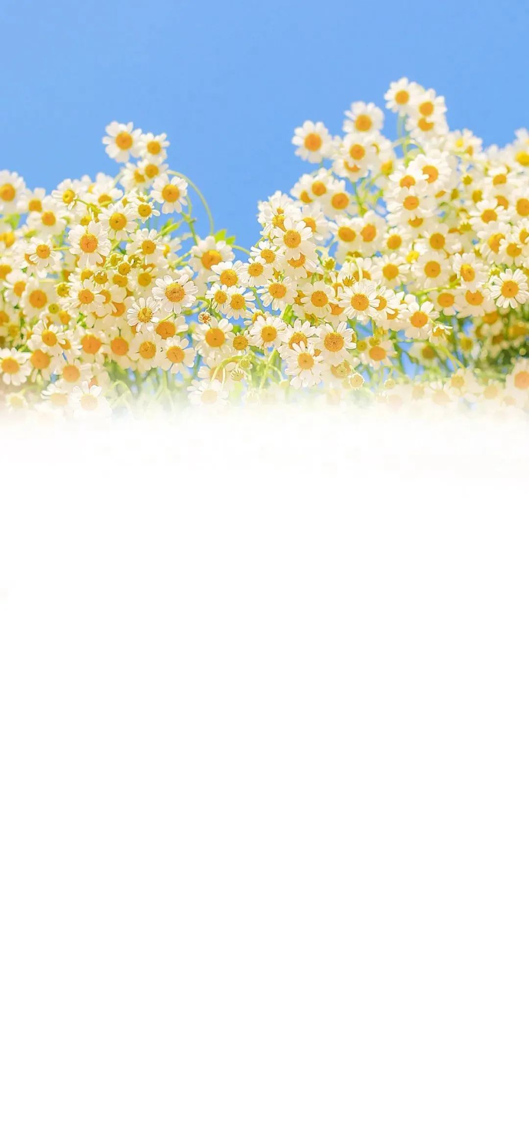 聊天背景壁纸网红,微信聊天背景壁纸