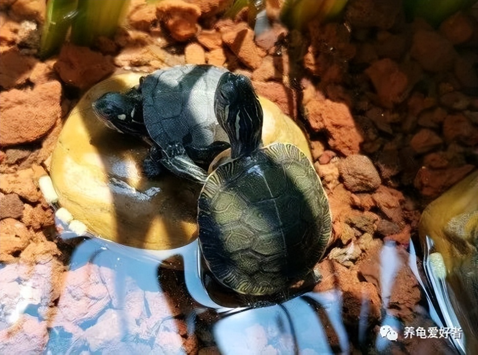 斑点池龟饲养环境,乌龟与鳖龟的生长环境有什么区别