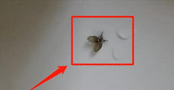 卫生间蛾蠓有毒吗,卫生间小飞虫蛾蚋的危害